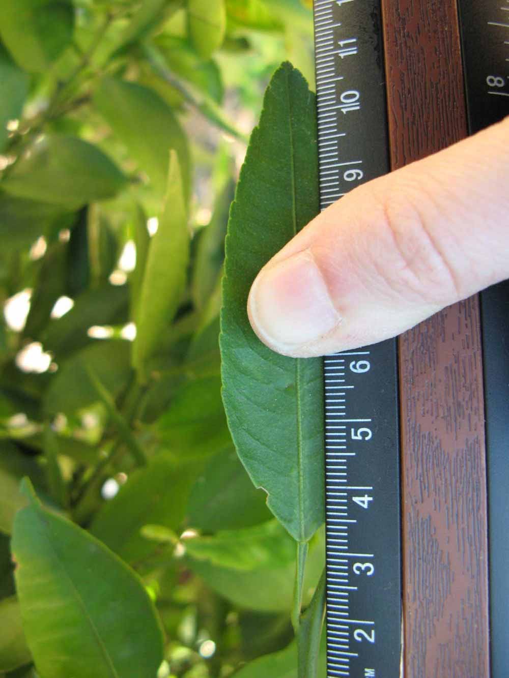              Unifoliolate leaf (Winter Haven, FL)       